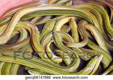 Snakes in a container, Hefei, Anhui Province, China View Large Photo Image Stock Photo - Snakes in a container, Hefei, Anhui Province, China. Fotosearch