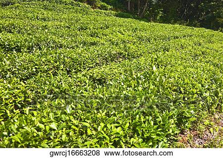 Stock Photo - Tea plantation in a field, Xidi, Anhui Province, China. Fotosearch