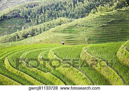 Stock Photo - Terraced rice fields on a hillside, Jinkeng Terraced Field, Guangxi Province, China. Fotosearch