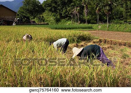 Three farmers working in a rice paddy field, Xingping, Yangshuo, Guangxi Province, China View Large Photo Image Stock Image - Three farmers working in a rice paddy field, Xingping, Yangshuo, Guangxi Province, China. Fotosearch