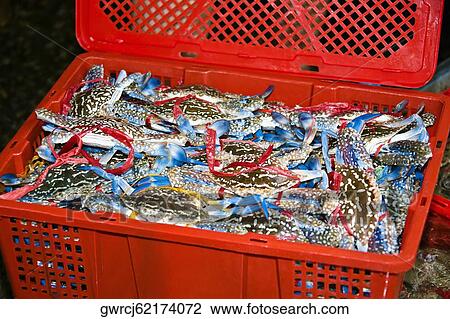Turtles and fish in a basket, Shamian Island, Guangzhou, Guangdong Province, China View Large Photo Image Stock Image - Turtles and fish in a basket, Shamian Island, Guangzhou, Guangdong Province, China. Fotosearch