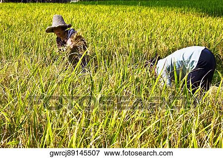 Two farmers working in a rice paddy field, Xingping, Yangshuo, Guangxi Province, China View Large Photo Image Stock Photo - Two farmers working in a rice paddy field, Xingping, Yangshuo, Guangxi Province, China. Fotosearch