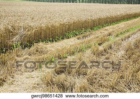 Wheat crop in a field, Zhigou, Shandong Province, China View Large Photo Image Stock Photo - Wheat crop in a field, Zhigou, Shandong Province, China. Fotosearch