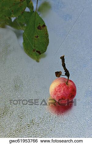 Stock Photograph - Apple on frost covered glass. Fotosearch