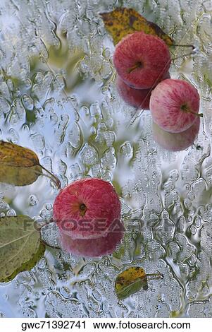 Stock Image - Apples and water droplets on a glass surface. Fotosearch