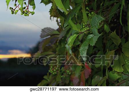 Berries on a plant View Large Photo Image Stock Photo - Berries on a plant. Fotosearch