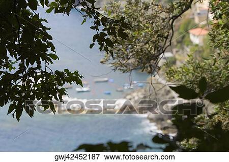 Branches of a tree overlooking sea, Italian Riviera, Mar Ligure, Genoa, Liguria, Italy View Large Photo Image Stock Photo - Branches of a tree overlooking sea, Italian Riviera, Mar Ligure, Genoa, Liguria, Italy. Fotosearch