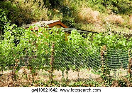 Chain-link fence in a field, Cinque Terre National Park, La Spezia, Liguria, Italy View Large Photo Image Stock Image - Chain-link fence in a field, Cinque Terre National Park, La Spezia, Liguria, Italy. Fotosearch