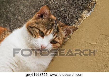 Close-up of a cat, Cinque Terre National Park, Vernazza, La Spezia, Liguria, Italy View Large Photo Image Stock Photography - Close-up of a cat, Cinque Terre National Park, Vernazza, La Spezia, Liguria, Italy. Fotosearch