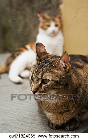Close-up of a cat, Cinque Terre National Park, Vernazza, La Spezia, Liguria, Italy View Large Photo Image Stock Photography - Close-up of a cat, Cinque Terre National Park, Vernazza, La Spezia, Liguria, Italy. Fotosearch