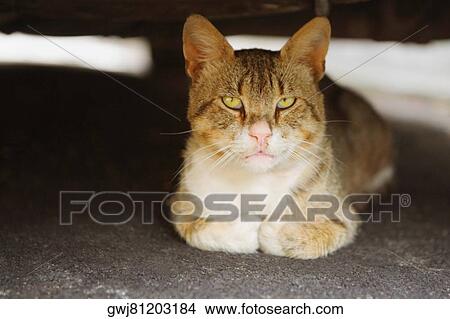 Close-up of a cat, Positano, Amalfi Coast, Salerno, Campania, Italy View Large Photo Image Picture - Close-up of a cat, Positano, Amalfi Coast, Salerno, Campania, Italy. Fotosearch