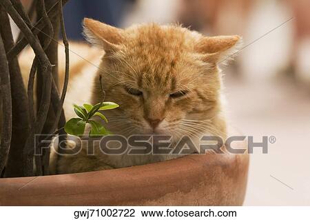 Close-up of a cat sleeping in a potted plant, Vernazza, La Spezia, Liguria, Italy View Large Photo Image Stock Image - Close-up of a cat sleeping in a potted plant, Vernazza, La Spezia, Liguria, Italy. Fotosearch