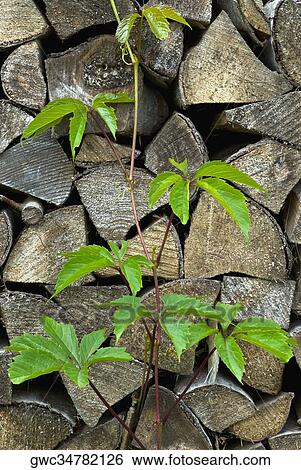 Close-up of a creeper on a heap of firewoods View Large Photo Image Stock Photograph - Close-up of a creeper on a heap of firewoods. Fotosearch