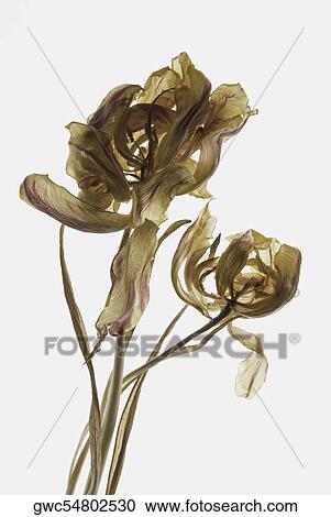 Close-up of a dried flower View Large Photo Image Stock Image - Close-up of a dried flower. Fotosearch