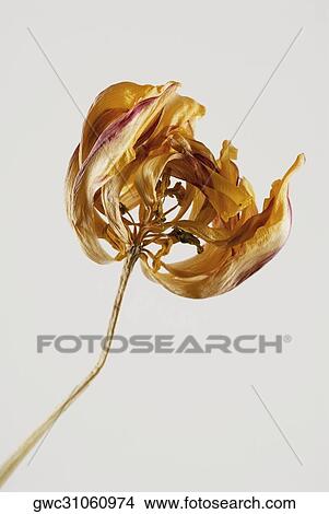 Close-up of a dry flower View Large Photo Image Picture - Close-up of a dry flower. Fotosearch