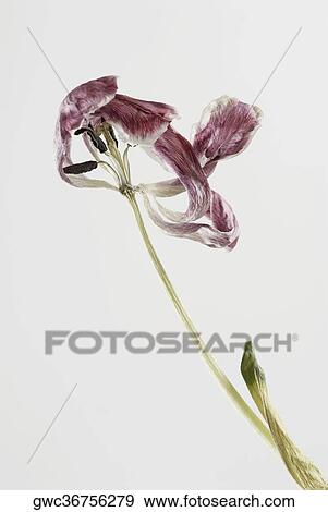 Close-up of a dry flower View Large Photo Image Stock Photo - Close-up of a dry flower. Fotosearch