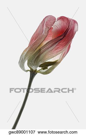Close-up of a dry tulip flower View Large Photo Image Stock Photo - Close-up of a dry tulip flower. Fotosearch