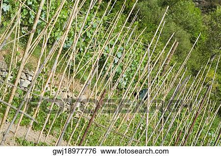 Close-up of a fence, La Spezia, Liguria, Italy View Large Photo Image Stock Photograph - Close-up of a fence, La Spezia, Liguria, Italy. Fotosearch