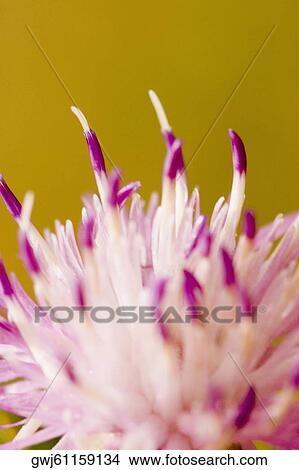 Close-up of a flower, Cinque Terre National Park, La Spezia, Liguria, Italy View Large Photo Image Picture - Close-up of a flower, Cinque Terre National Park, La Spezia, Liguria, Italy. Fotosearch