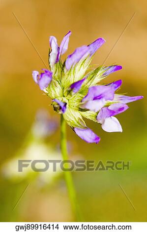 Close-up of a flower, Cinque Terre National Park, La Spezia, Liguria, Italy View Large Photo Image Picture - Close-up of a flower, Cinque Terre National Park, La Spezia, Liguria, Italy. Fotosearch
