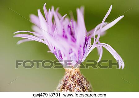 Close-up of a flower, Cinque Terre National Park, La Spezia, Liguria, Italy View Large Photo Image Stock Image - Close-up of a flower, Cinque Terre National Park, La Spezia, Liguria, Italy. Fotosearch