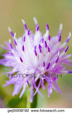 Close-up of a flower, Cinque Terre National Park, La Spezia, Liguria, Italy View Large Photo Image Stock Image - Close-up of a flower, Cinque Terre National Park, La Spezia, Liguria, Italy. Fotosearch