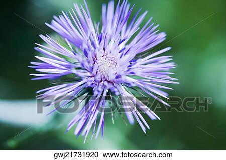 Close-up of a flower, La Spezia, Liguria, Italy View Large Photo Image Stock Image - Close-up of a flower, La Spezia, Liguria, Italy. Fotosearch