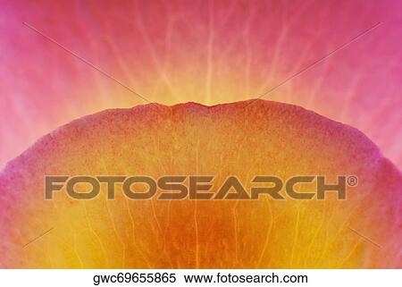 Close-up of a flower petal View Large Photo Image Stock Photography - Close-up of a flower petal. Fotosearch