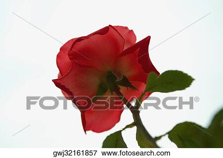 Close-up of a flower, Positano, Amalfi Coast, Salerno, Campania, Italy View Large Photo Image Stock Photo - Close-up of a flower, Positano, Amalfi Coast, Salerno, Campania, Italy. Fotosearch