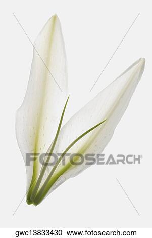 Close-up of a flower View Large Photo Image Stock Image - Close-up of a flower. Fotosearch