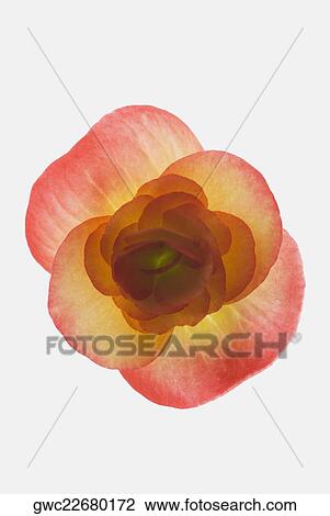 Close-up of a flower View Large Photo Image Stock Image - Close-up of a flower. Fotosearch