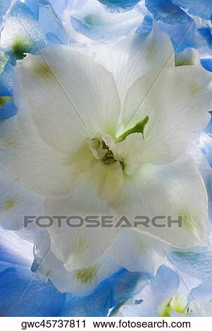 Stock Image - Close-up of a flower. Fotosearch