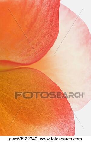 Close-up of a flower View Large Photo Image Stock Image - Close-up of a flower. Fotosearch