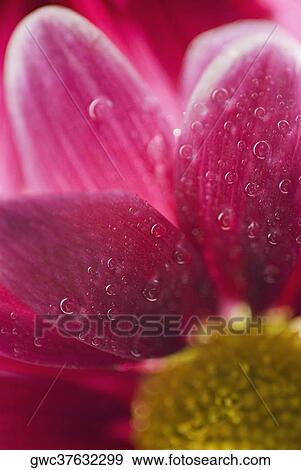 Close-up of a flower View Large Photo Image Stock Photo - Close-up of a flower. Fotosearch