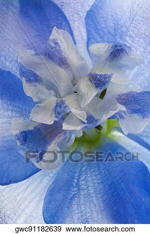 Stock Photo - Close-up of a flower. Fotosearch