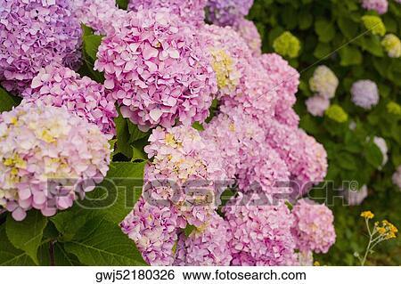 Close-up of a flowers, Cinque Terre National Park, La Spezia, Liguria, Italy View Large Photo Image Stock Photograph - Close-up of a flowers, Cinque Terre National Park, La Spezia, Liguria, Italy. Fotosearch