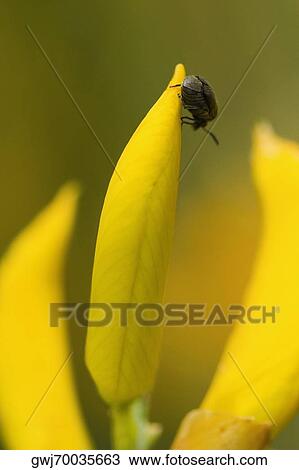 Close-up of a insect on a flower, Cinque Terre National Park, La Spezia, Liguria, Italy View Large Photo Image Stock Image - Close-up of a insect on a flower, Cinque Terre National Park, La Spezia, Liguria, Italy. Fotosearch