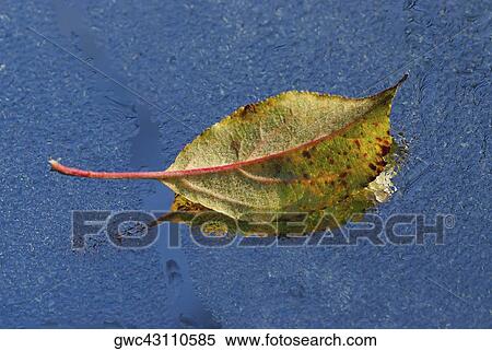 Stock Photography - Close-up of a leaf on a wet glass. Fotosearch