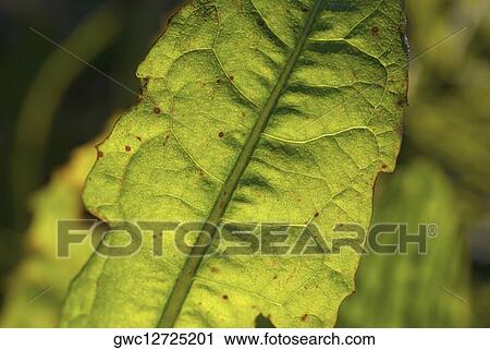 Close-up of a leaf View Large Photo Image Stock Image - Close-up of a leaf. Fotosearch