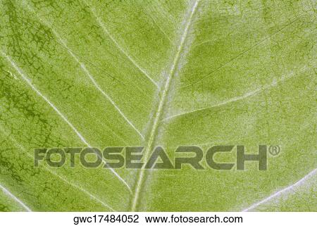 Close-up of a leaf View Large Photo Image Stock Image - Close-up of a leaf. Fotosearch