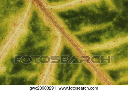 Stock Image - Close-up of a leaf. Fotosearch
