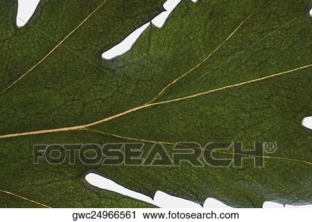 Stock Image - Close-up of a leaf. Fotosearch