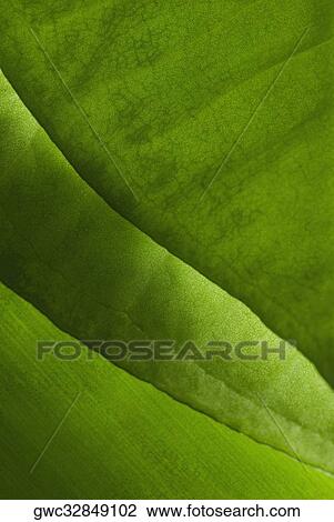 Stock Image - Close-up of a leaf. Fotosearch