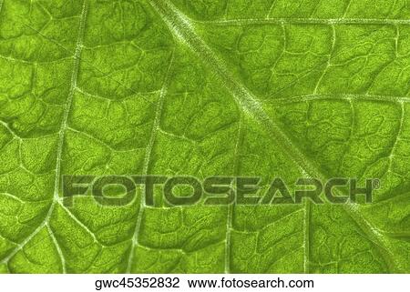 Stock Image - Close-up of a leaf. Fotosearch