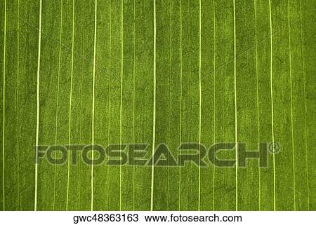 Stock Image - Close-up of a leaf. Fotosearch