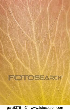 Stock Image - Close-up of a leaf. Fotosearch