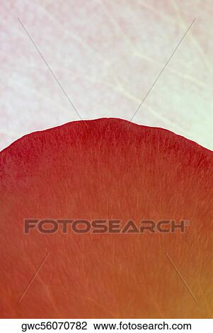 Close-up of a leaf View Large Photo Image Stock Image - Close-up of a leaf. Fotosearch