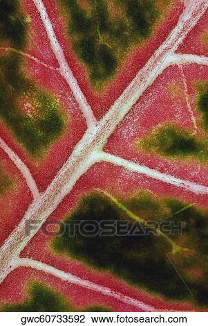 Close-up of a leaf View Large Photo Image Stock Image - Close-up of a leaf. Fotosearch