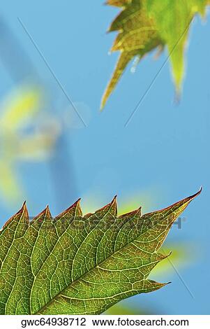 Close-up of a leaf View Large Photo Image Stock Image - Close-up of a leaf. Fotosearch