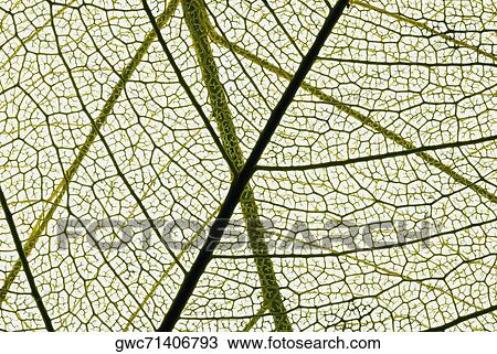 Close-up of a leaf View Large Photo Image Stock Image - Close-up of a leaf. Fotosearch